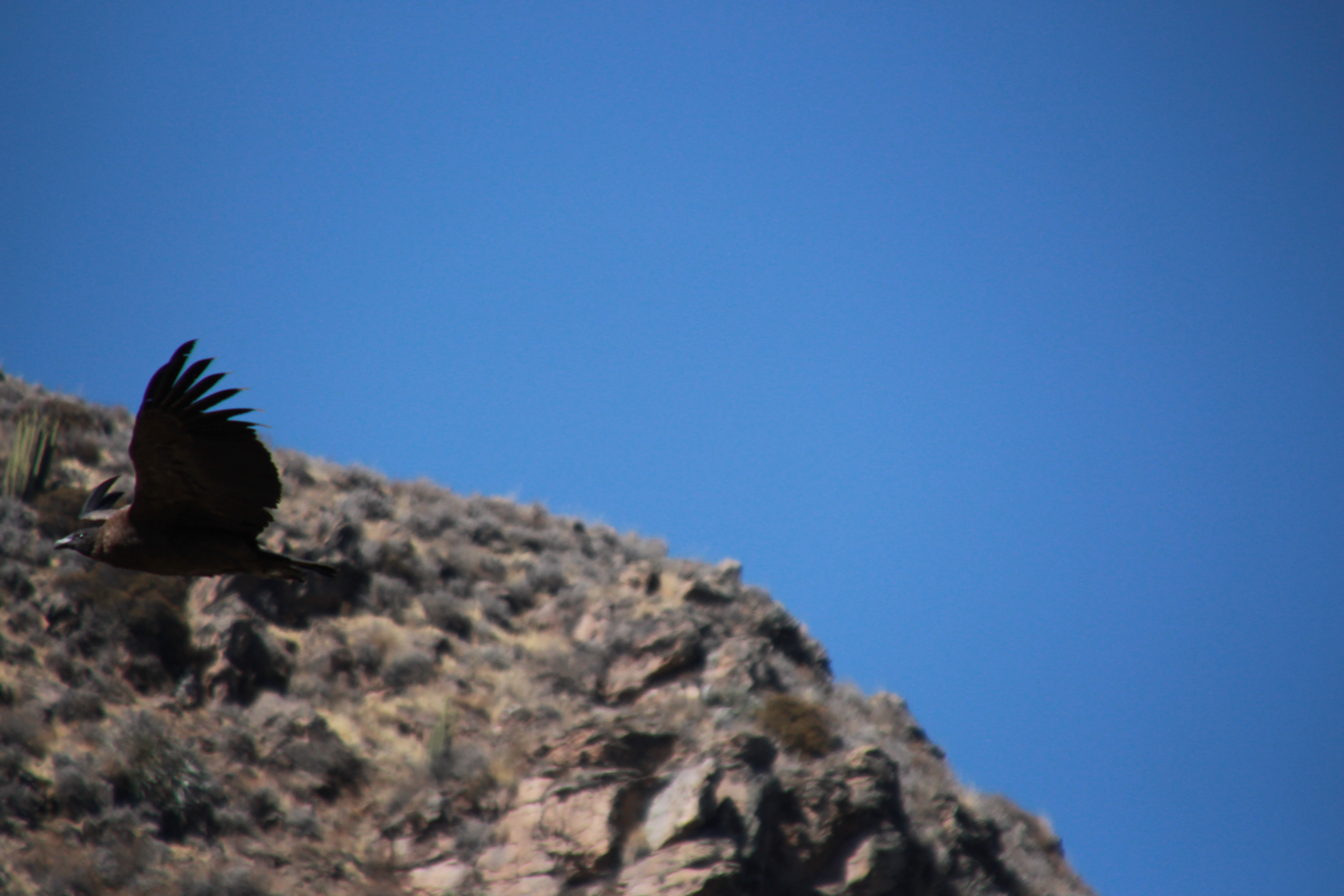 Juvenile Andean Condor at Colca Canyon