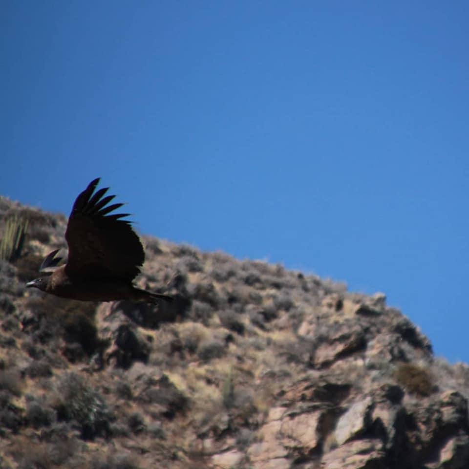 Colca Canyon Condor
