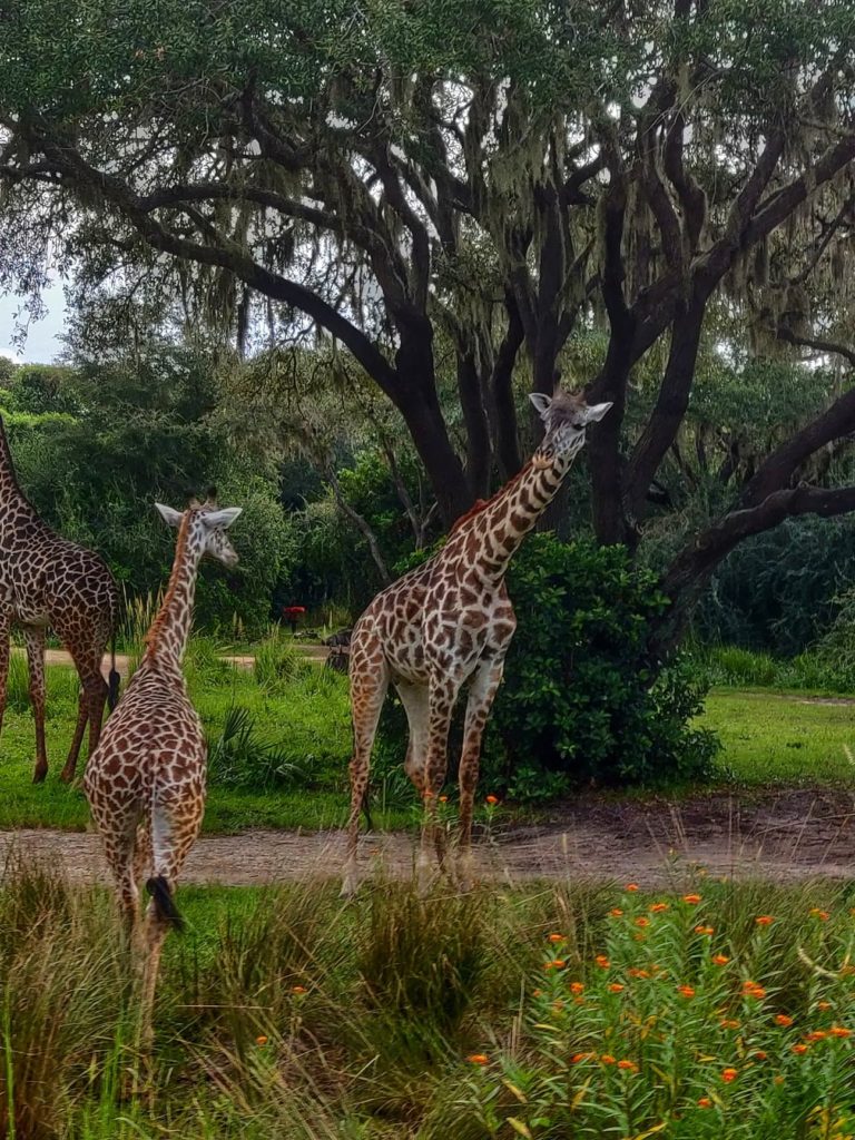 Giraffes Disney Animal Kingdom